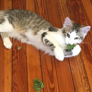 Meet your Posher, Lyra